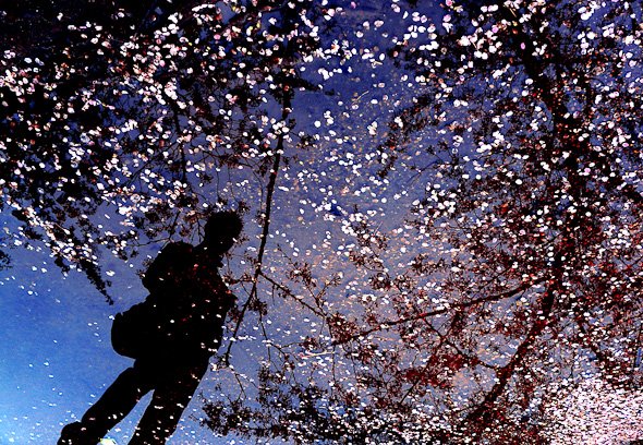 Ching Yi Chang / 2nd Place, 2013 Cherry Blossom Photo Contest